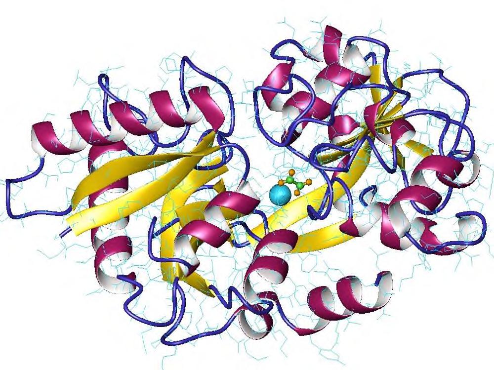 Transport ijzer Transferrinemolekuul kan 2 ijzeratomen binden Bij opname door cel en aanzuren omgeving wordt ijzer vrijgemaakt Vangt ook
