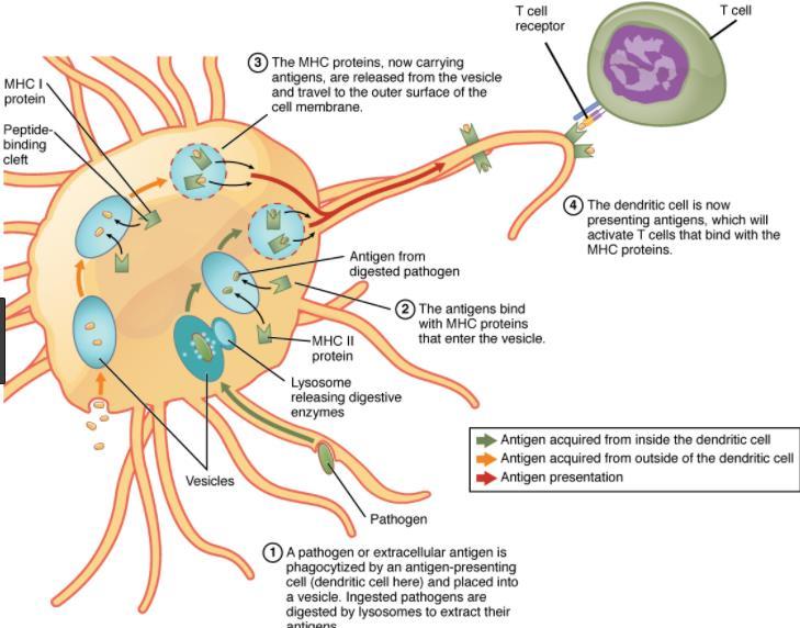 MMUUNRESPONS Antigen opgepikt door aangeboren immuunsysteem Aangeboden aan B en T cellen (DC