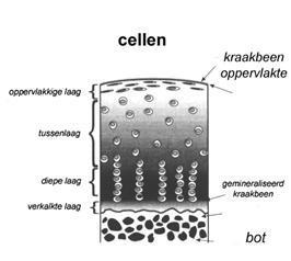 Ontstaan van artrose Structuur en functieverlies van het kraakbeen Teveel stress op het kraakbeen