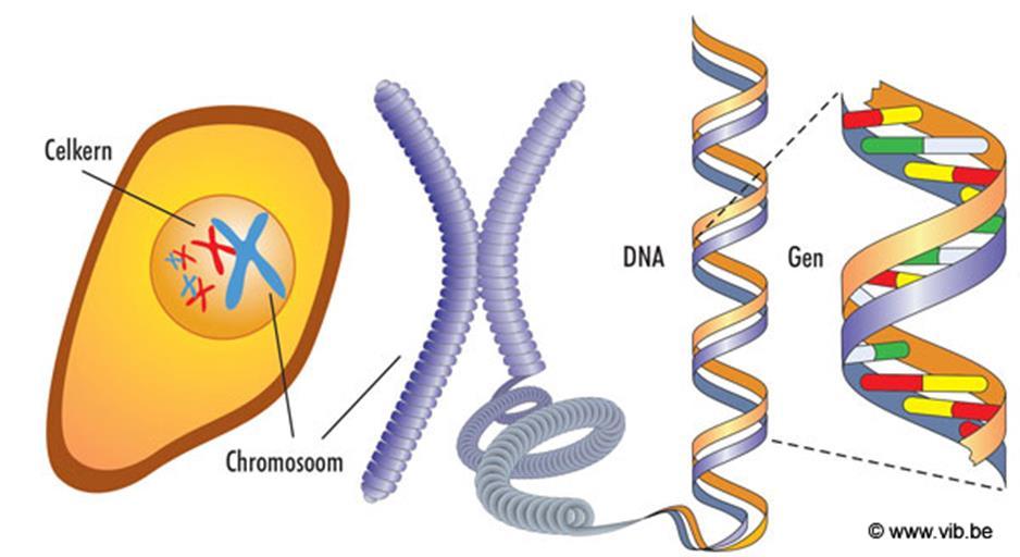 Chromosoom DNA