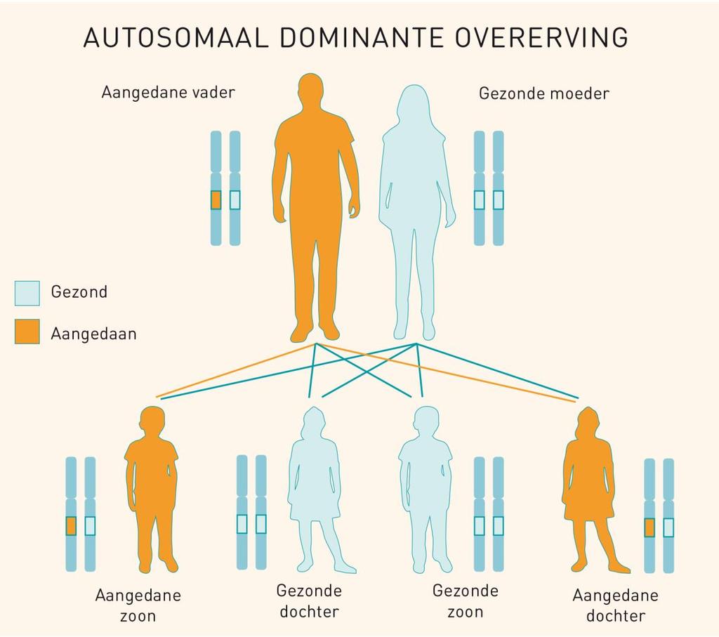 Autosomaal dominante overerving Bron: www.erfelijkheid.