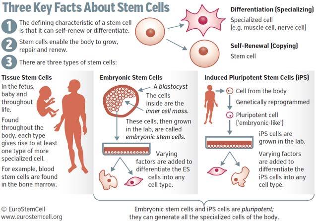 van mature eicellen In vivo & ex vivo In-vitro maturatie (IVM) van