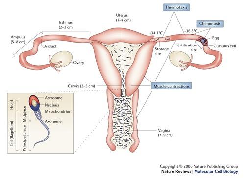 Oorzaken van subfertiliteit 3.