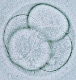 IVF-BEHANDELING IVF-BEHANDELING EMBRYONALE ONTWIKKELING Iedere dag wordt bij de eicellen nagekeken hoe ze
