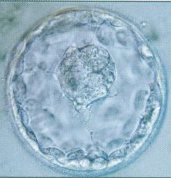 Dag 4 Wanneer de embryo s langer dan 3 dagen in kweek gehouden (geïncubeerd) worden, dienen ze overgezet te