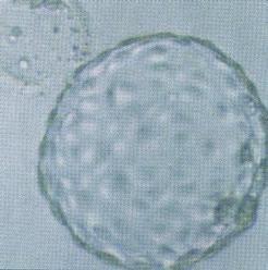 Op dag 4 worden de embryo s compact.