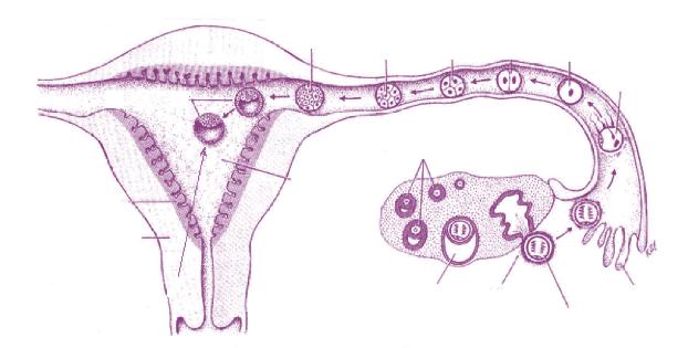IVF-BEHANDELING IVF-BEHANDELING UITRIJPEN EICELLEN - INDUCEREN VAN DE EISPRONG Wanneer het ovarium voldoende gestimuleerd is, d.w.z.