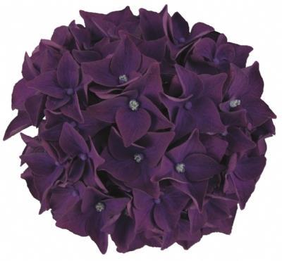Hortensia 'Deep Purple Dance' - Hydrangea macrophylla 'Deep Purple Dance' Ter herinnering aan iemand die zelf niet op de voorgrond trad, maar wel door anderen erg werd gewaardeerd om wie hij of zij