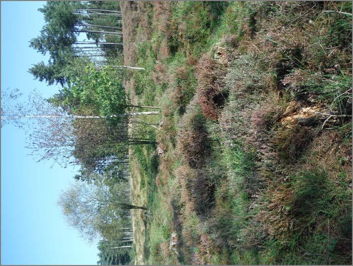 Heath4Peat Valorisatie van natuurbeheerresten uit heideen bosgebieden als bodemverbeteraar voor vollegrond sierteelt en