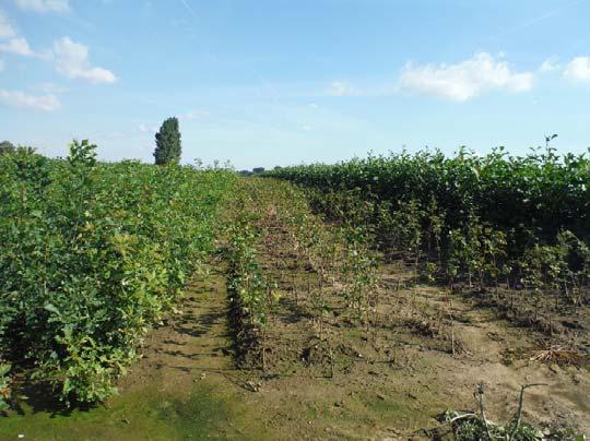 Voorlopige conclusie VOLLEGRONDPROEF Geen eenduidige resultaten voor de verschillende gewassen JAAR 2: Bij Quercus beste score voor Heidechopper klasse 1, voor Alnus beste score bij