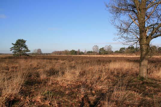 NATUURBEHEER Heide in Europa (dwerg struik gedomineerde vegetatie type dat voorkomt op arme gronden)