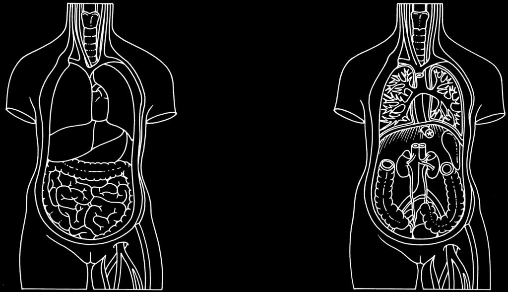 1 BASISSTOF 1 havo vwo Organen en weefsels thema 3 Organen en cellen opdracht 1 In afbeelding 1 is de torso twee keer getekend. Noteer de namen van de aangegeven organen.