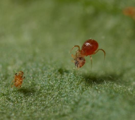 Ze zijn relatief groot (0,5mm). Beide nimfale stadia en de adulten hebben een hoge prooiconsumptieratio in vergelijking met andere phytoseidae roofmijten.