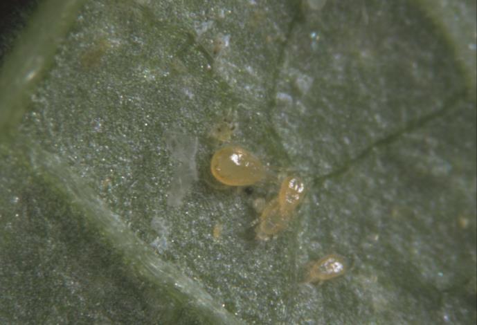 Type II predatoren Type II predatoren zijn selectieve predatoren van spintmijten.