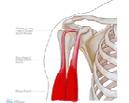 De lange bicepspees is de minst belangrijke pees in de schouder.