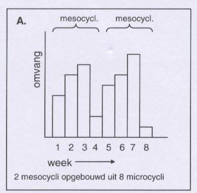 Hierbij onderscheiden we verschillende blokken/cycli o.a.: Standaardcycli; Opbouwcycli; Stootblok; Wedstrijdcycli; Krachtcycli.