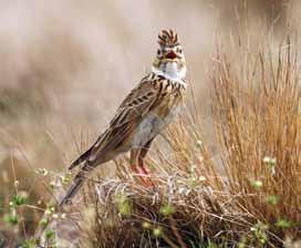 kenniscentrumweidevogels.nl).