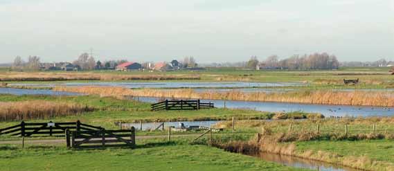 Om een weidevogelgebied met bepaalde soorten goed te kunnen beheren, is het belangrijk om inzicht te hebben in de eisen die soorten stellen.