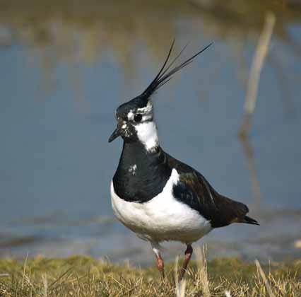 Weidevogels komen in vrij goed herkenbare soortengroepen voor, die kenmerkend zijn voor bepaalde gradiënten in het landschap.