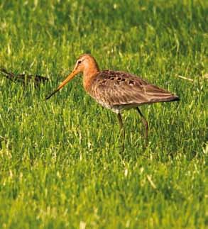 6.4 Schijn bedriegt in IJdoorn André Rijsdorp, Vereniging Natuurmonumenten 2009 was een goed jaar voor de weidevogels in Polder IJdoorn, tenminste zo leek het op het eerste gezicht.