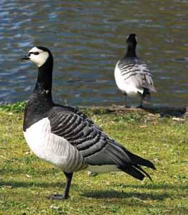 7. Weidevogelbeleid in 2009 Dirk Tanger, Landschap Noord-Holland Landelijk Op diverse momenten en plaatsen heeft Landschap Noord-Holland (LNH) haar kennis over weidevogels en weidevogelbeheer ingezet.