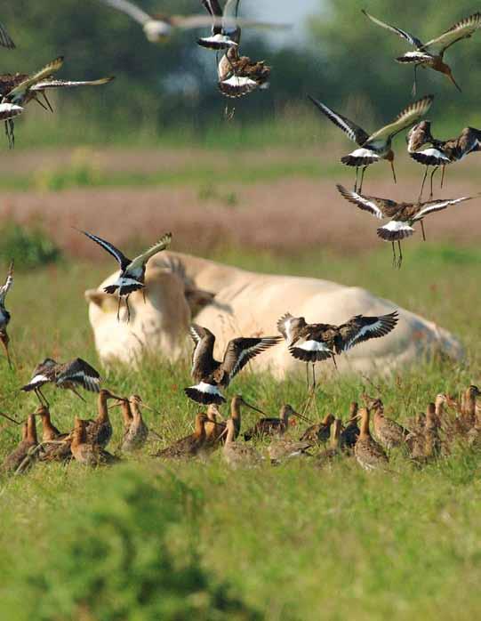 nl info@landschapnoordholland.