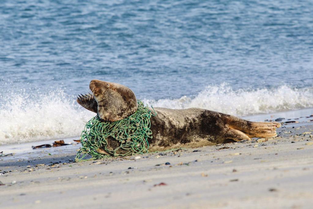 Het is ieders probleem! Een zeehond ligt op het strand, gevangen in een visnet en kan zich niet bevrijden.