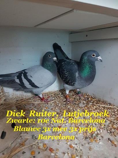 Koop 71 1778790-NL 2018 uit 10 e Nat. Barcelona x Top duivin van Hennie de Vries Dick Ruiter, P. J. Jongstraat 141 1 1614 LD Lutjebroek Tel.