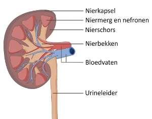 De nieren Functies: 1.