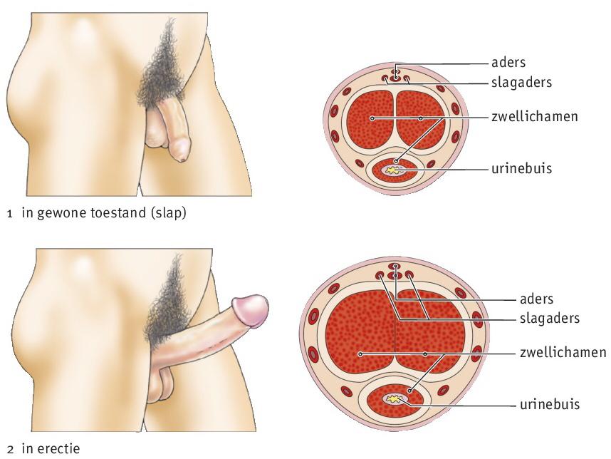 Basisstof 2 Het voortplantingsstelsel van een man De teelballen produceren zaadcellen (spermacellen). De ballen hangen buiten het lichaam omdat het koeler moet zijn dan in de buikholte.