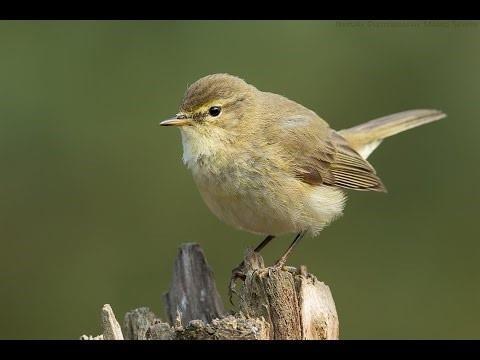 Tjiftjaf Soortgroep Hoofd-biotoop Uiterlijke kenmerken Zangvogels