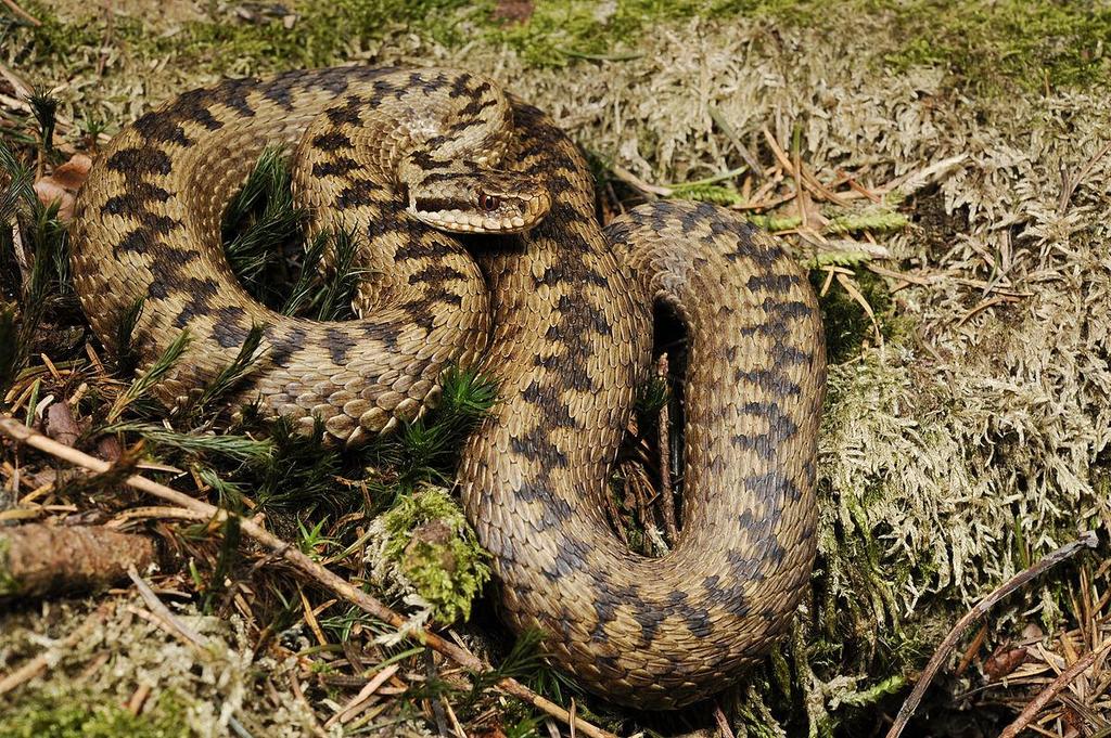 ADDER