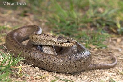 KENMERKEN GLADDE SLANG Soortgroep Hoofd-biotoop Uiterlijke kenmerken Slangen bosranden