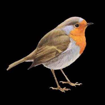 KENMERKEN ROODBORST Soortgroep Hoofd-biotoop Uiterlijke kenmerken Vogels Overal waar bomen