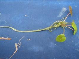 Kort, bebladerde, worteldragende stengels en lange in het water zwevende stengels die in een bladoksel groeien.