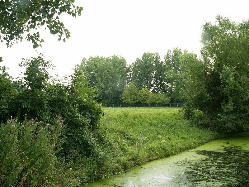 Sloot en groen langs Nijenoord