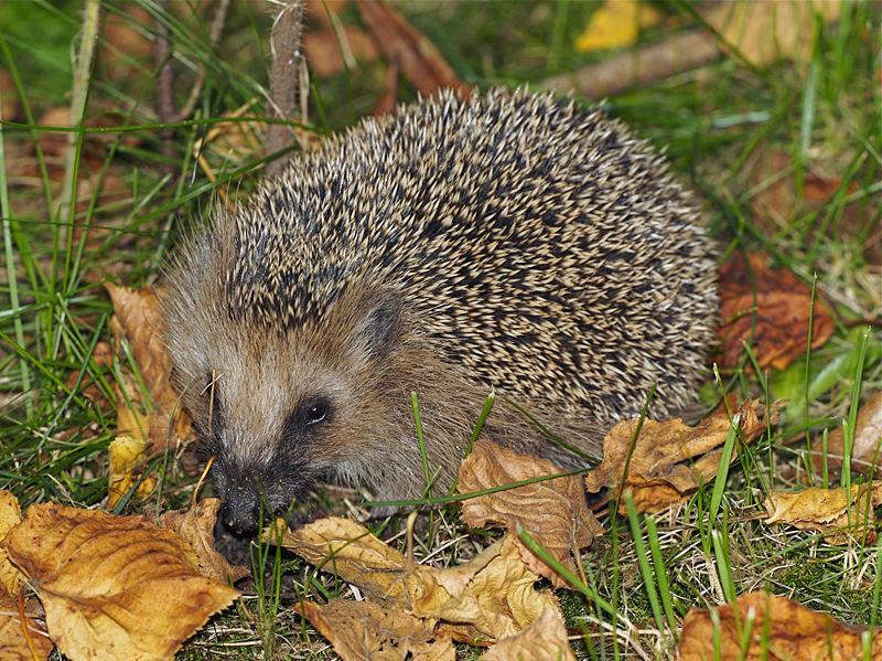 Egel loofbossen, vochtige weiden en grasvelden Bosranden Nest gras en tak- en bladhopen