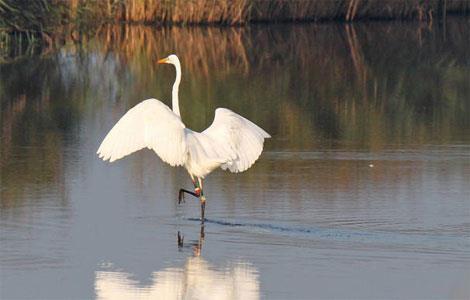 De zilverreiger komt de laatste tijd steeds meer voor in