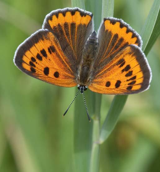 Al zakte de stand in 2017 niet verder in, de aantallen zijn een schim van die in begin jaren negentig. De grote vuurvlinder is een van onze meest bijzondere vlinders.