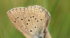 1. Inleiding 2017 was het 28 e jaar waarin vrijwilligers wekelijks vlinders telden in het Landelijk Meetnet Vlinders.