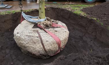 meer dan het eenvoudig in de grond plaatsen van een boom.