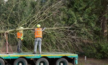 Het aanbrengen van een beluchting en/of watergeefsystemen, met name bij bomen in verharding. De boom wordt vastgezet middels kluitverankering bij kluitbomen.