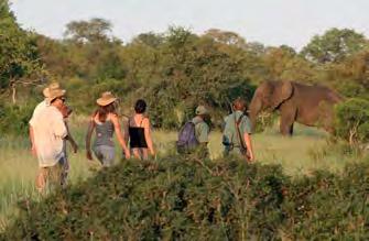 Activiteiten: Ochtendsafari of wandeling (3-4 u). In de namiddag is het een combinatie van een korte wandeling en een rit in een safarivoertuig.