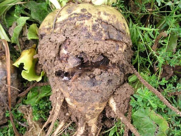 Het opbrengstniveau van de rhizoctonia resistente rassen wordt steeds beter.