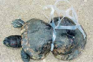 Plastic flessen en zakken komen in zee. Wel 8 miljoen flessen per jaar. Veel dieren eten van het plastic. Dan worden ze ziek en gaan dood. Wat kun je er tegen doen? Gooi nooit afval op straat!