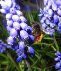 oorzaken van de bijensterfte polylectische bijen Gehoornde