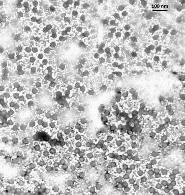 Lotmaria (Crithidia) spp. 4.