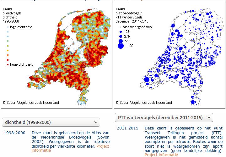 7.2 Kauw (Corvus monedula) 1. Status De kauw is een landelijk vrijgestelde soort van de verboden bedoeld in artikel 3.1 van de Wet Natuurbescherming. Zoals in paragraaf 3.