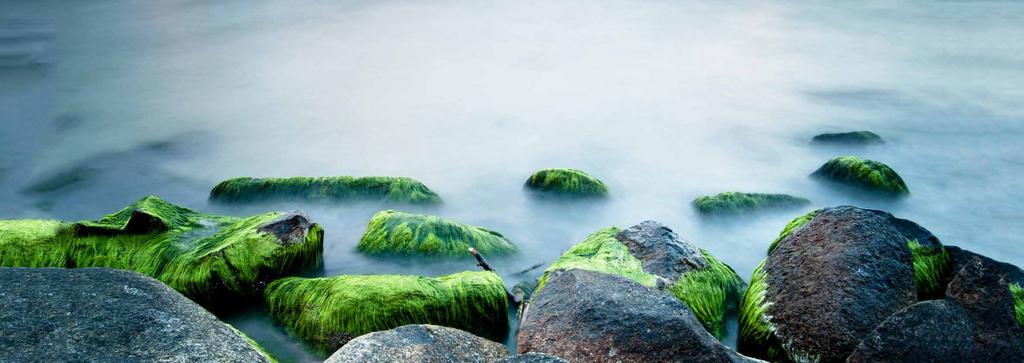 INLEIDING Zeewieren (of macroalgen) zijn een erg diverse groep van meercellige en fotosynthetische mariene organismen.