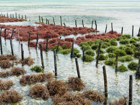 Zeewieren groeien uitsluitend in zout water langs de kust in subtidale en intertidale gebieden.